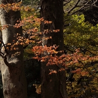公園の秋
