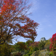 #8(和歌山城の紅葉)