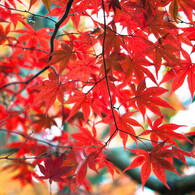 京都紅葉２