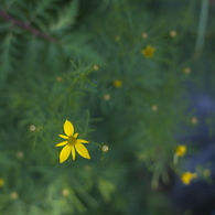 wild flower