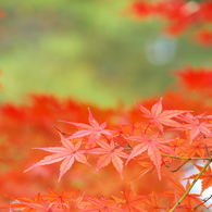 晩秋の石神井公園1