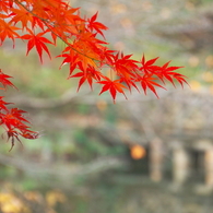 晩秋の石神井公園2