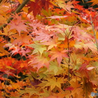 紅葉の能仁寺17