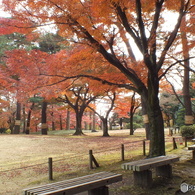 秋の殿ヶ谷戸庭園18