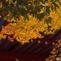 井の頭恩賜公園14