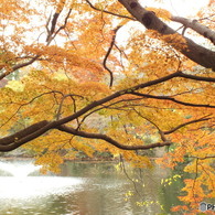井の頭恩賜公園15
