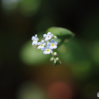 愛しい小さな花-1