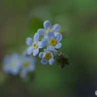 愛しい小さな花-2