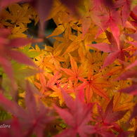 紅葉の奥に