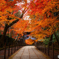 今年の紅葉納め