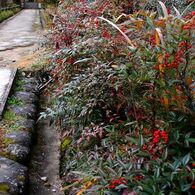 浄瑠璃寺山門前　　DSC_5820