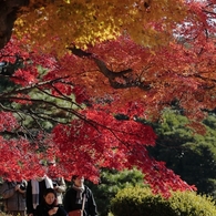 楽しき紅葉狩り