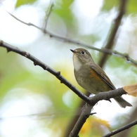 ルリビタキ（♀型）