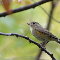 ルリビタキ（♀型）