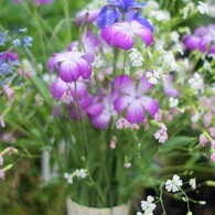 花瓶の花