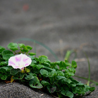 砂浜に咲く一輪の華