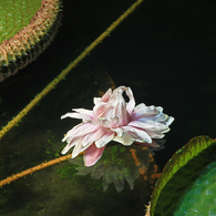 オオオニバスの花（夜間開館）