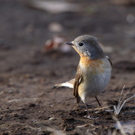 ニシオジロビタキ