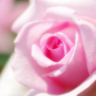 Pale Pink Rose
