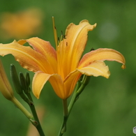 夏の忘れ物‐野萱草