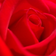 Crimson　Velvet