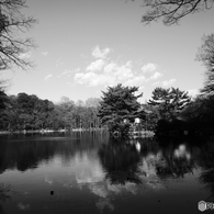 新年の石神井公園(2017年)2