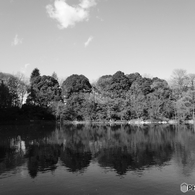 新年の石神井公園(2017年)3