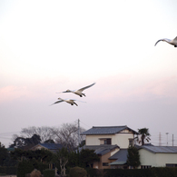 白鳥の田んぼ 10