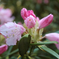 箱根山のホテル桃芍薬UP