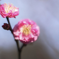 紅梅 12