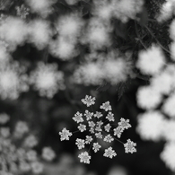 Ammi majus