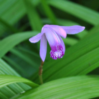 草花