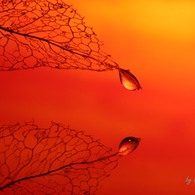 Ｃｏｒａｌ　Ｃｏｌｏｒ