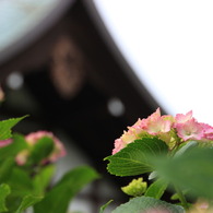 本土寺と紫陽花