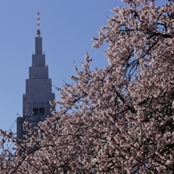 桜の塔