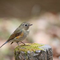 ルリビタキ（♀型）