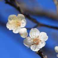 梅の花（一重野梅_1）