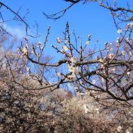 梅の花（一重野梅_2）