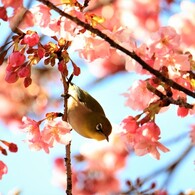 桜ジローの季節