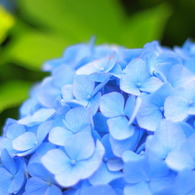 紫陽花　～梅雨の主役～