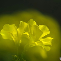 黄花の叫び－Ⅱ