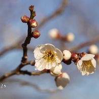 梅花２： 春が来た（写真句）