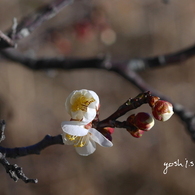 梅花４：梅蕾（写真歌）