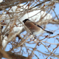 桜の枝にウソ♀