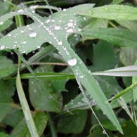 雨上がりと葉