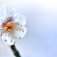 氷　花