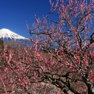 散歩道での寸景：岩本山から (143Ｔ)