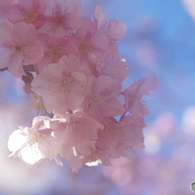 如月桜－Ⅱ