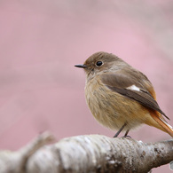 河津桜を背景にしたジョウビタキ