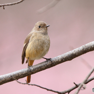 河津桜を背景にしたジョウビタキ